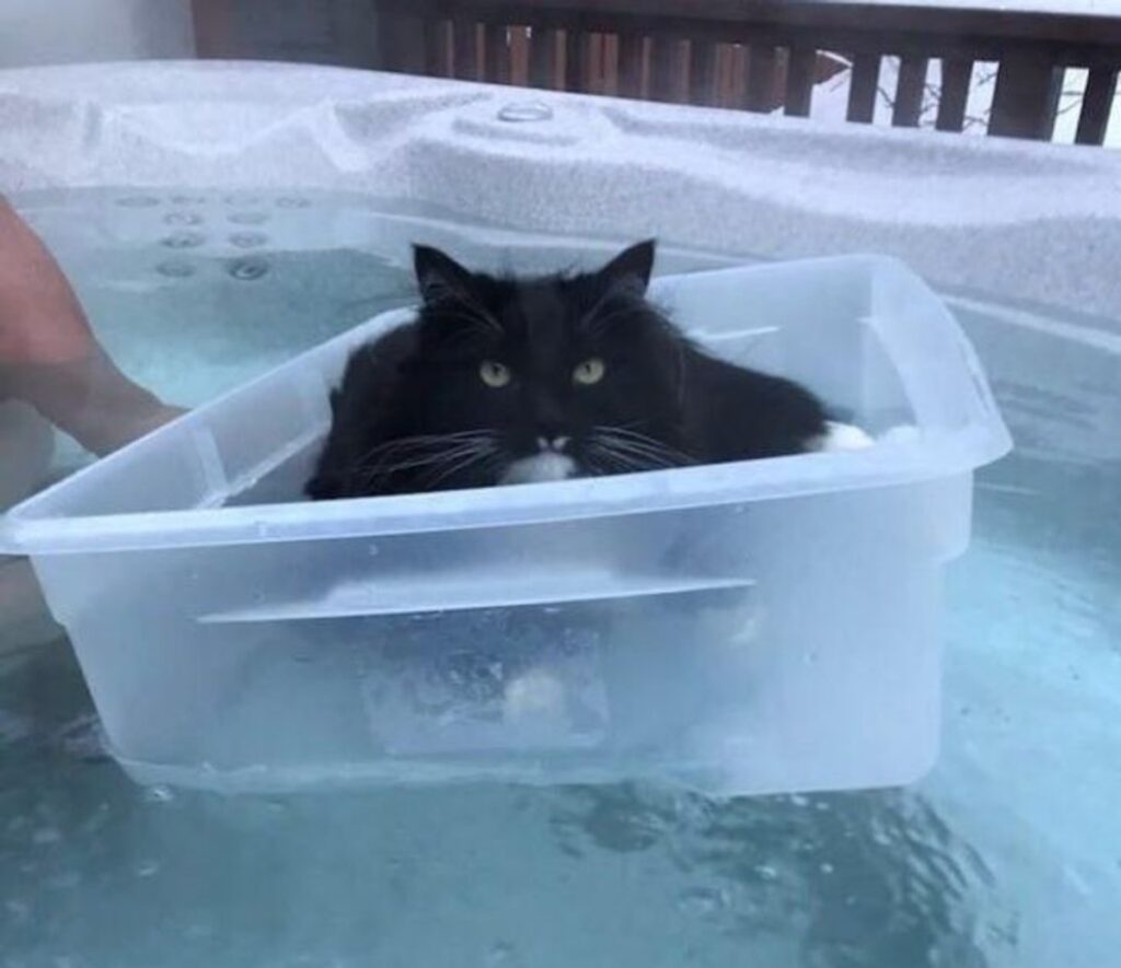 micio in piscina