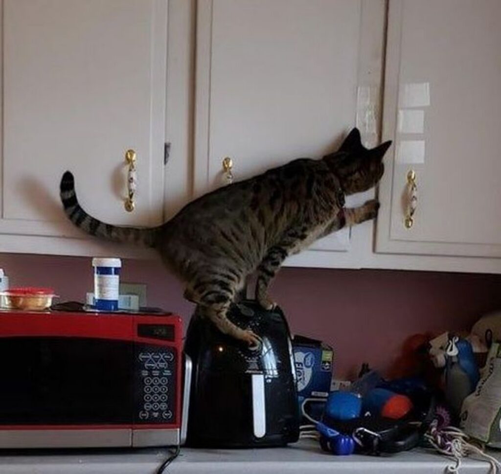 gatto ruba cibo