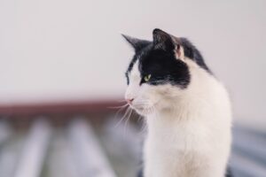 6 foto che ti faranno capire che i gatti conquisteranno il mondo