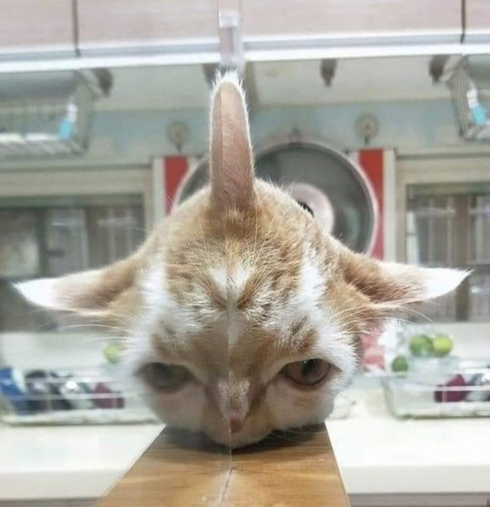 gatto testa doppia