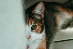 6 foto confuse di gatti che dovrai guardare più di una volta