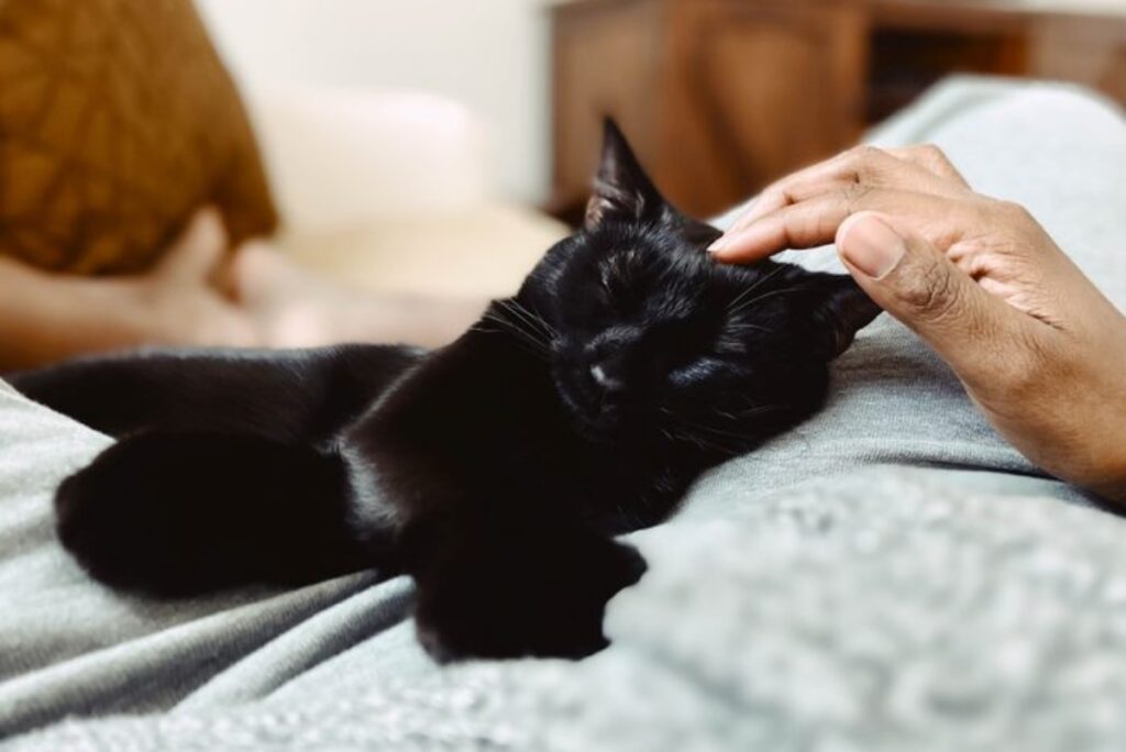 felino nero coccole