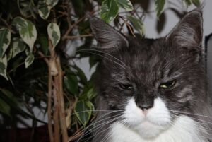6 foto di gatti arrabbiati ma dal cuore tenero