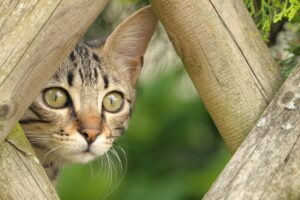 6 foto di gatti caratterizzati da una bellezza davvero particolare