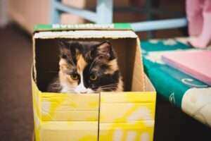 6 foto di gatti che non possono separarsi dalle loro scatole di cartone