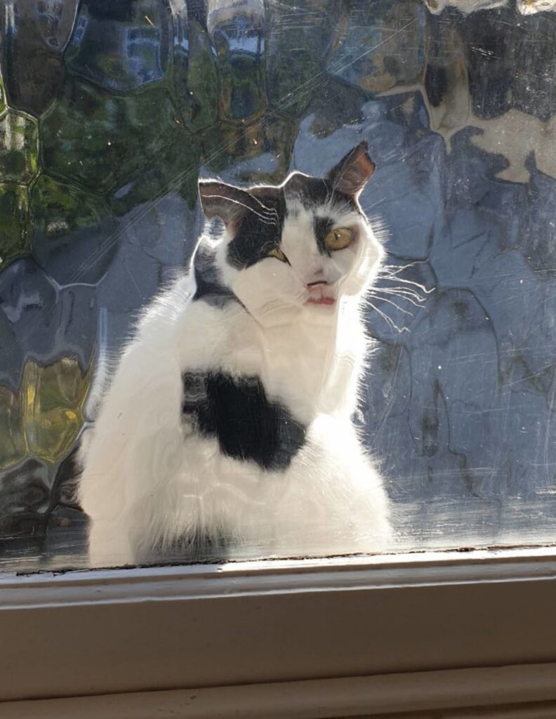 gatto dietro vetro