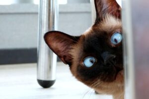 6 foto di gatti che non sanno cosa siano gli spazi personali