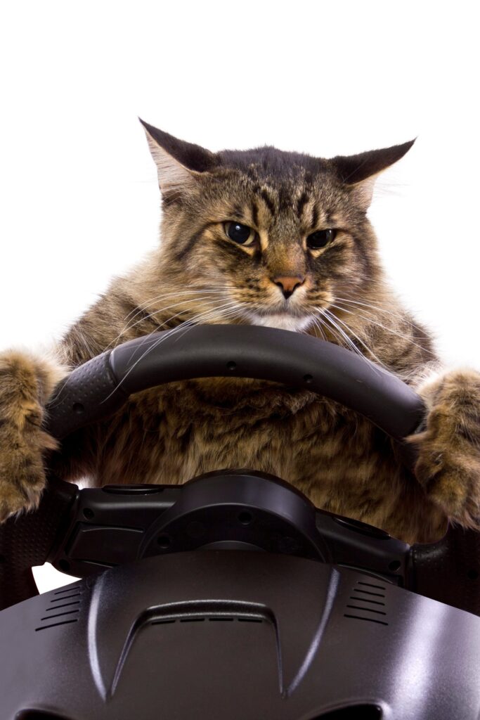 gatto al volante