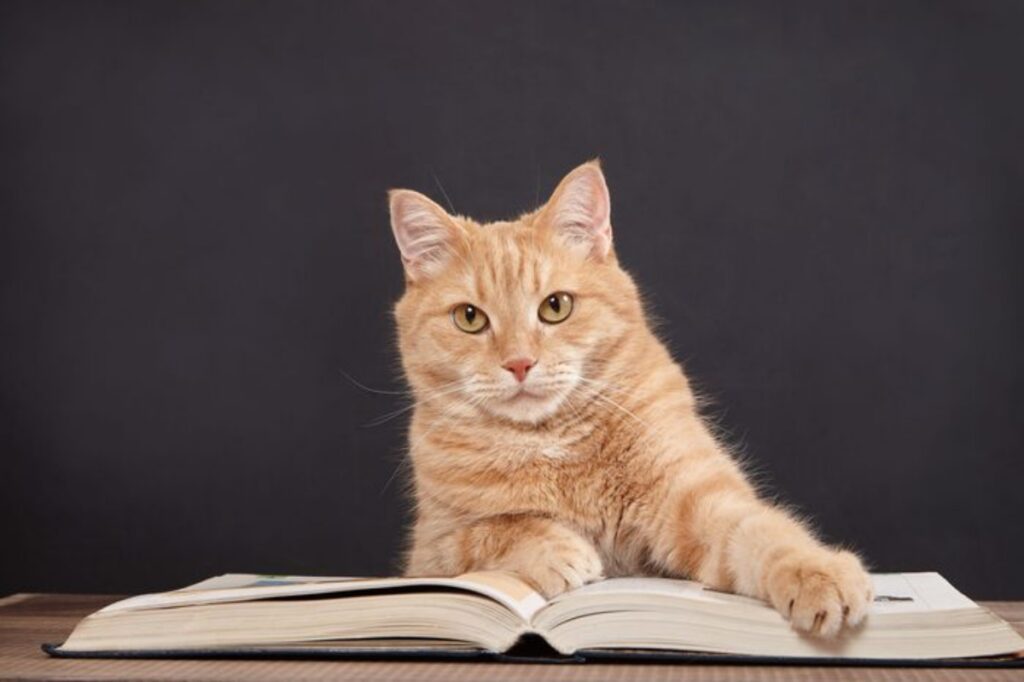 gatto con libro