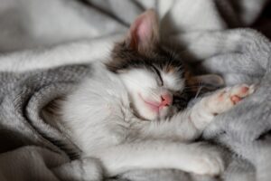 6 foto di gatti che sono degli instancabili pigroni