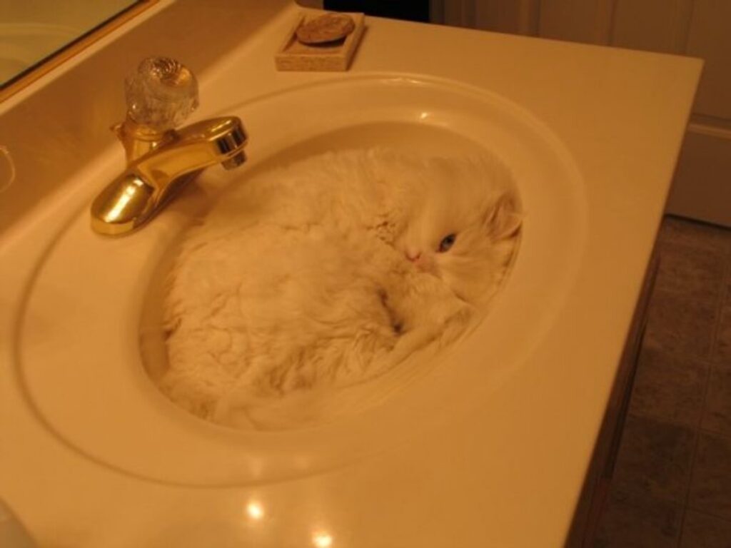gatto bianco lavandino