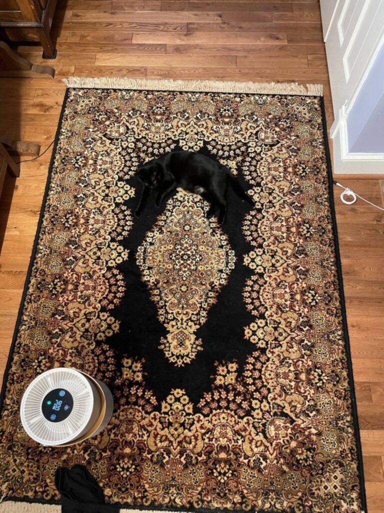 felino sopra tappeto