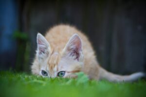 6 foto di gatti che sono dei veri maestri del mimetismo