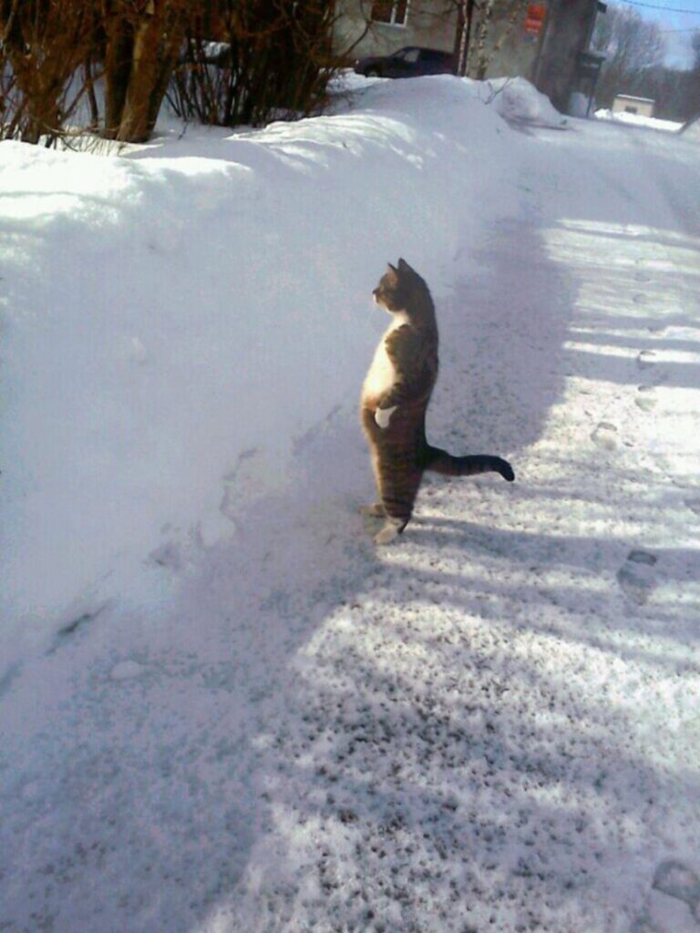 gatto guarda neve