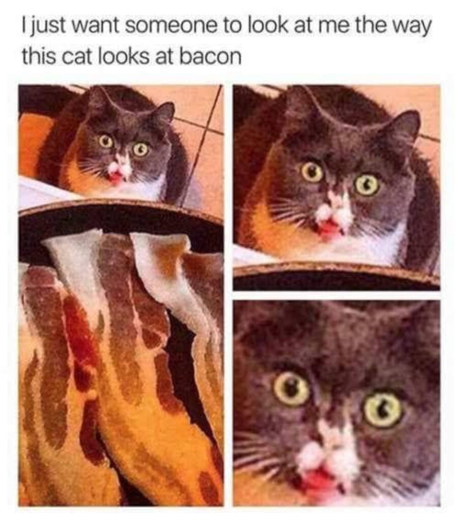 gatto vuole pancetta