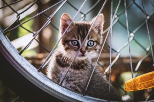 6 foto di gatti che ti illumineranno la giornata