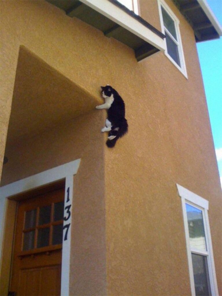 gatto sopra muro
