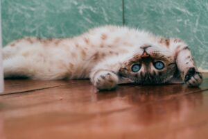 6 foto di gatti contro ogni logica della fisica