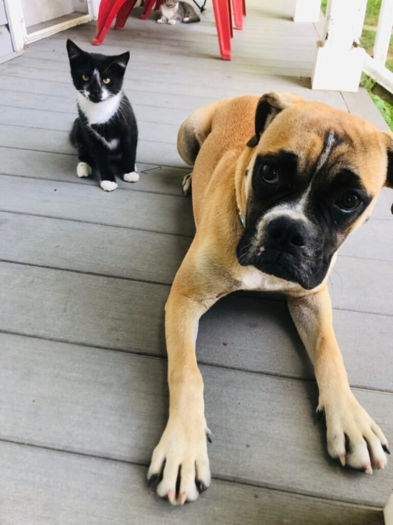 boxer con gatto