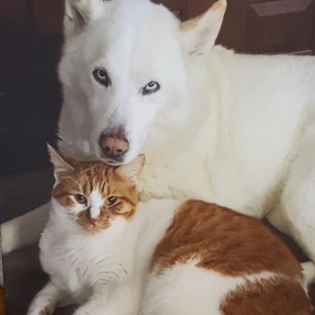 husky bianco gatto