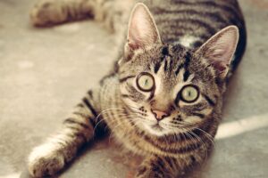 6 foto di gatti di cui ti innamorerai all’istante