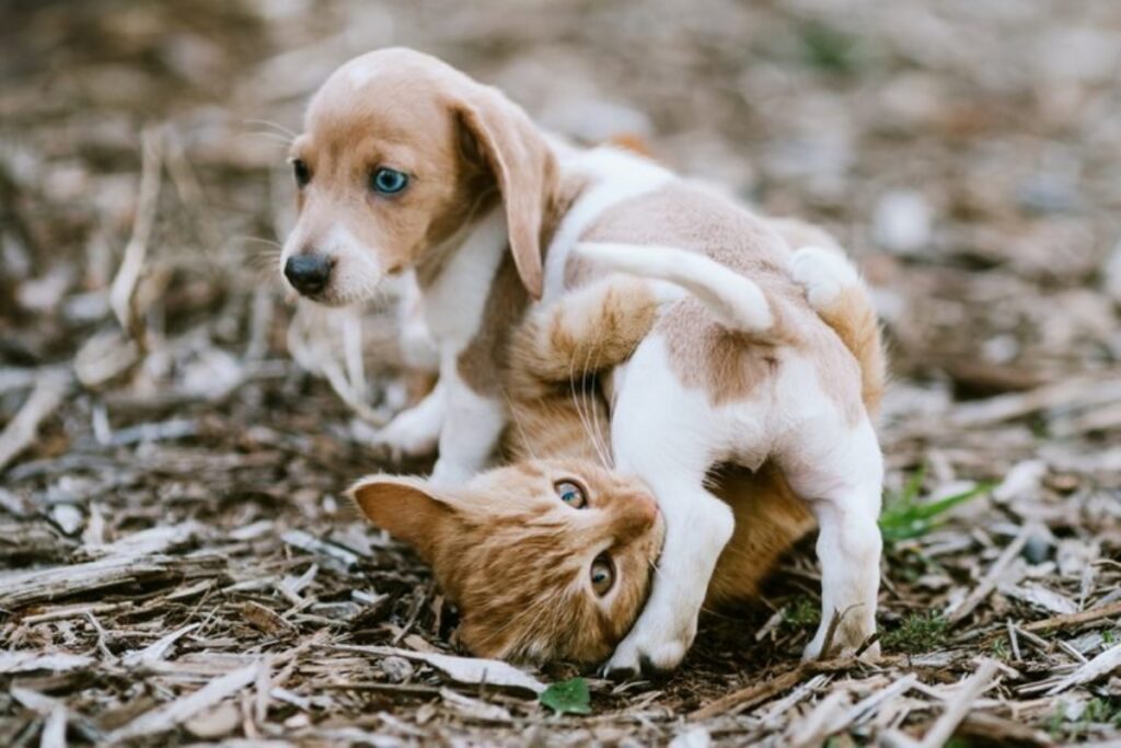 cucciolo con micio