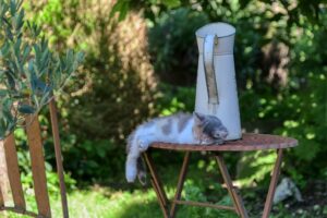 6 foto di gatti in completo relax