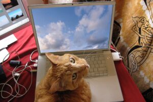 6 foto di gatti in “smartworking” tutte da ridere