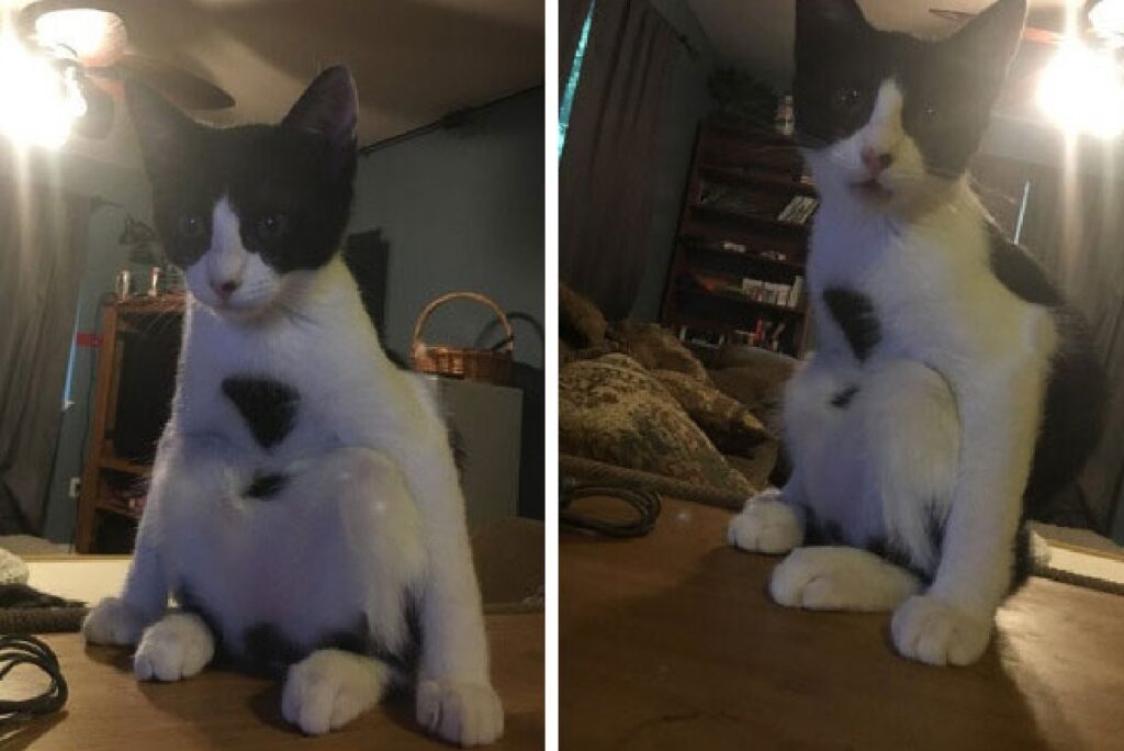 gatto seduto come umani