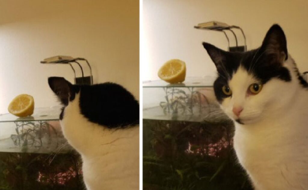 gatto tuxedo trova limone