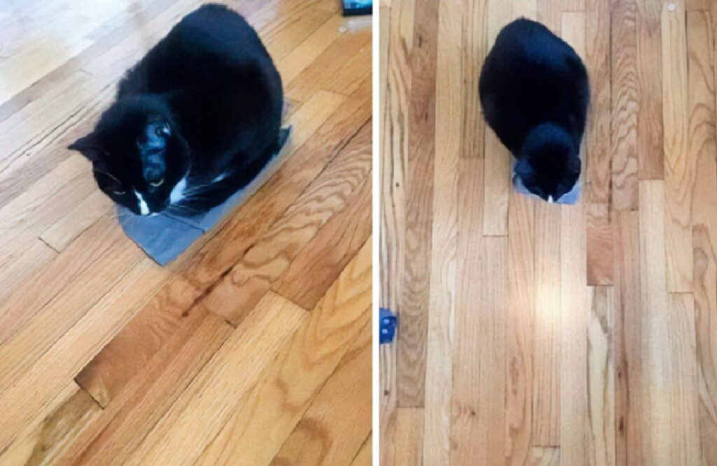 gattino nero su panno azzurro