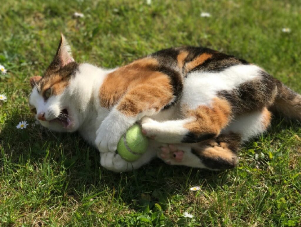 gattina calico con palla