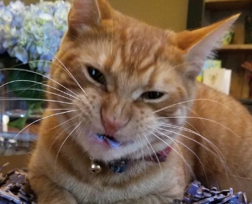 gatto con cartone in bocca