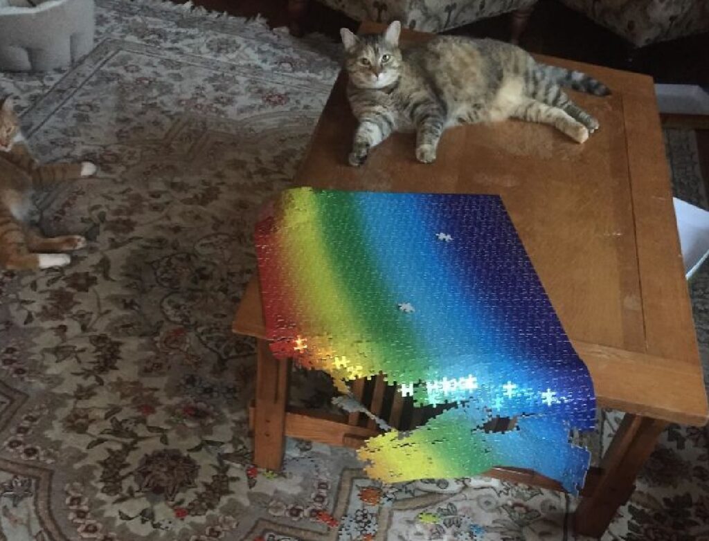 gatto con rompicapo arcobaleno