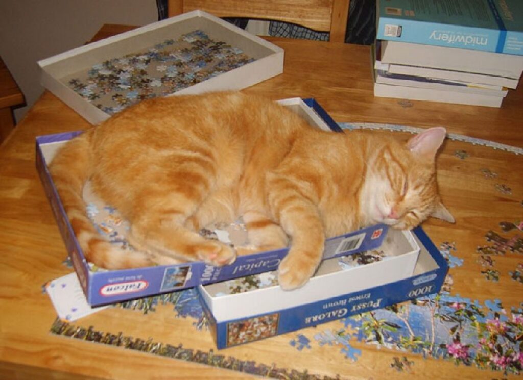 gatto dorme su scatola