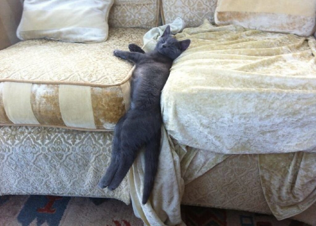gatto fra due divani