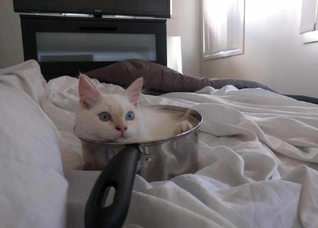 gatto dentro pentolino sul letto