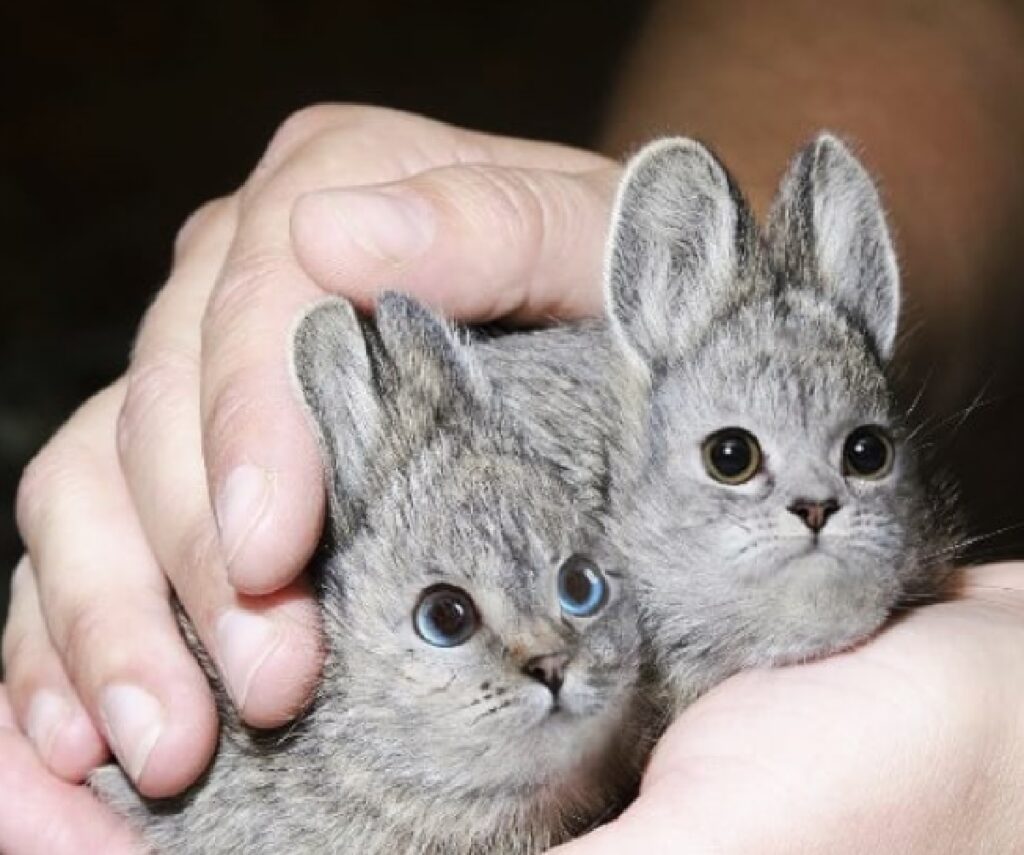 piccoli topolini su mano