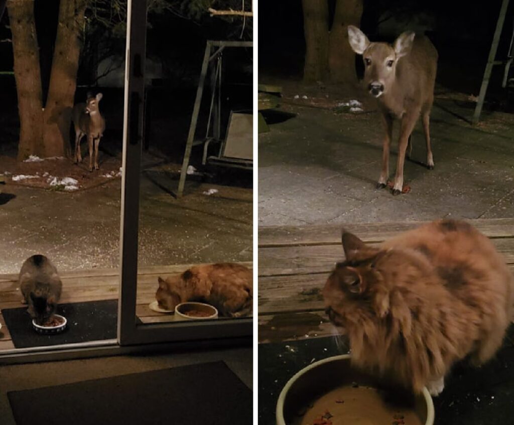 due gatti fuori porta casa