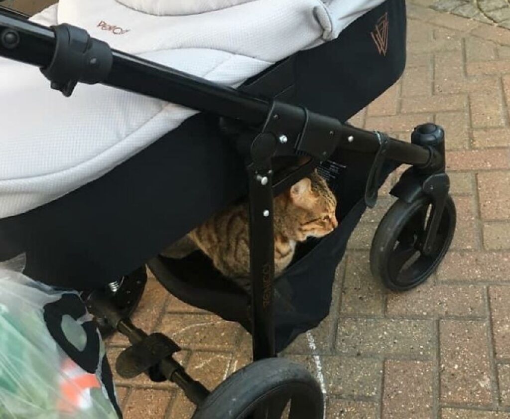 gattino sotto passeggino