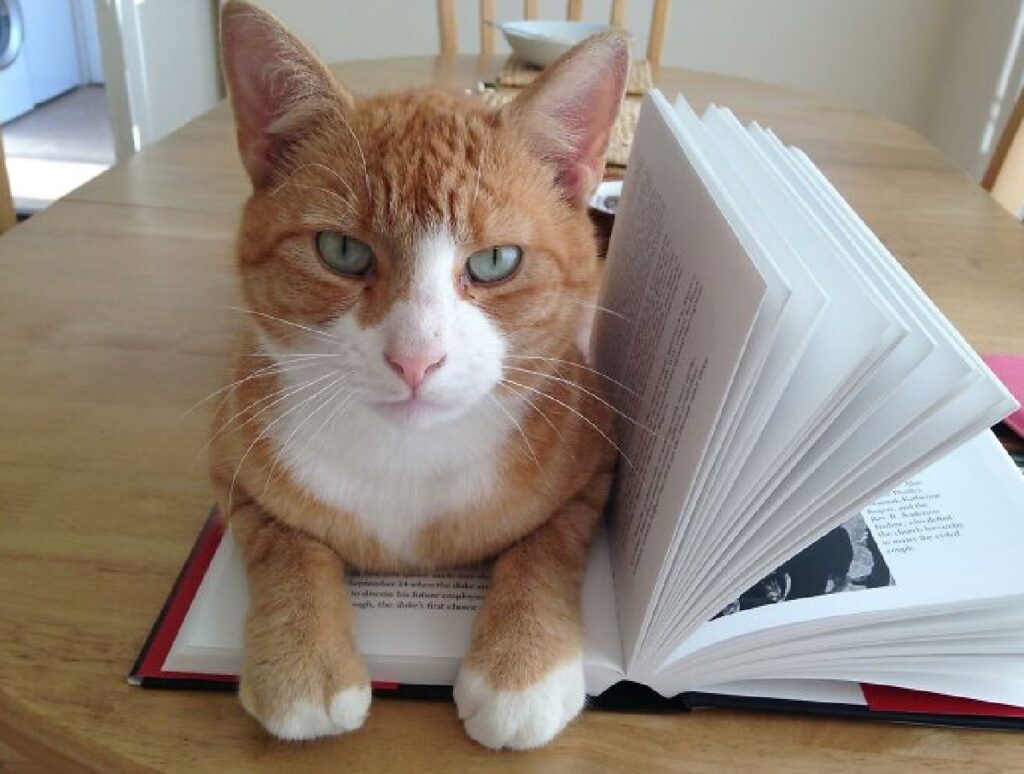 gatto rosso sopra libro