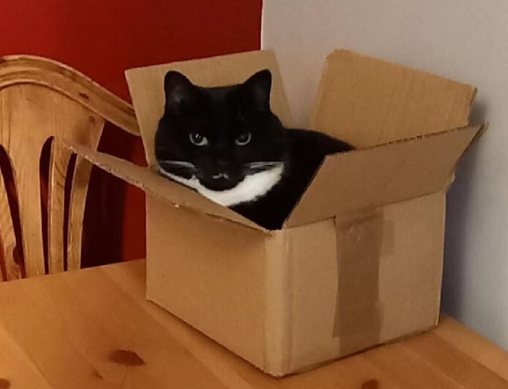 gatto nero e bianco dentro scatola
