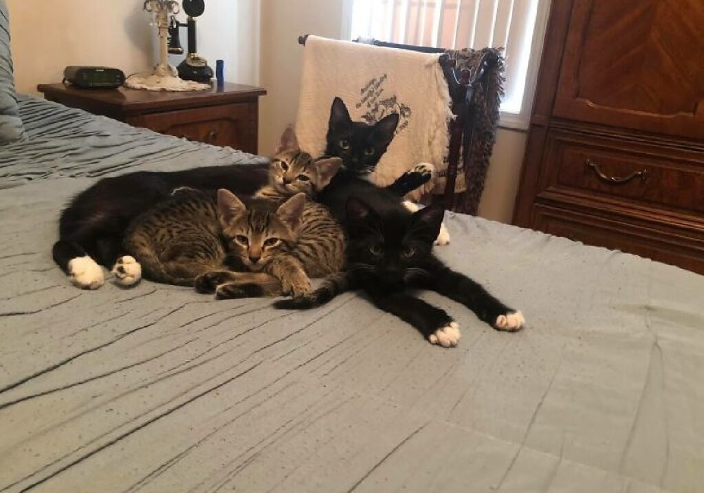 quattro gatti giocano sul letto