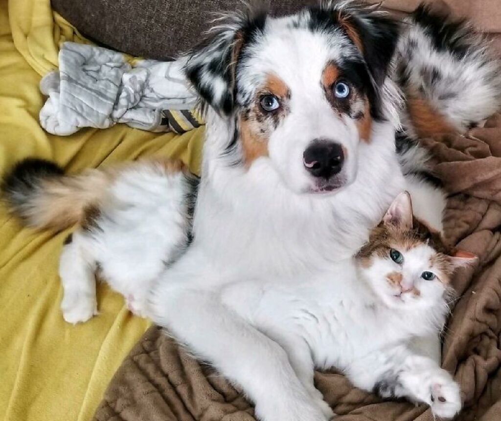 Pet brother. Собаки Близнецы. Коты и собаки с одинаковой расцветкой. Разные животные одинаковой расцветки. Разные животные как двойняшки.