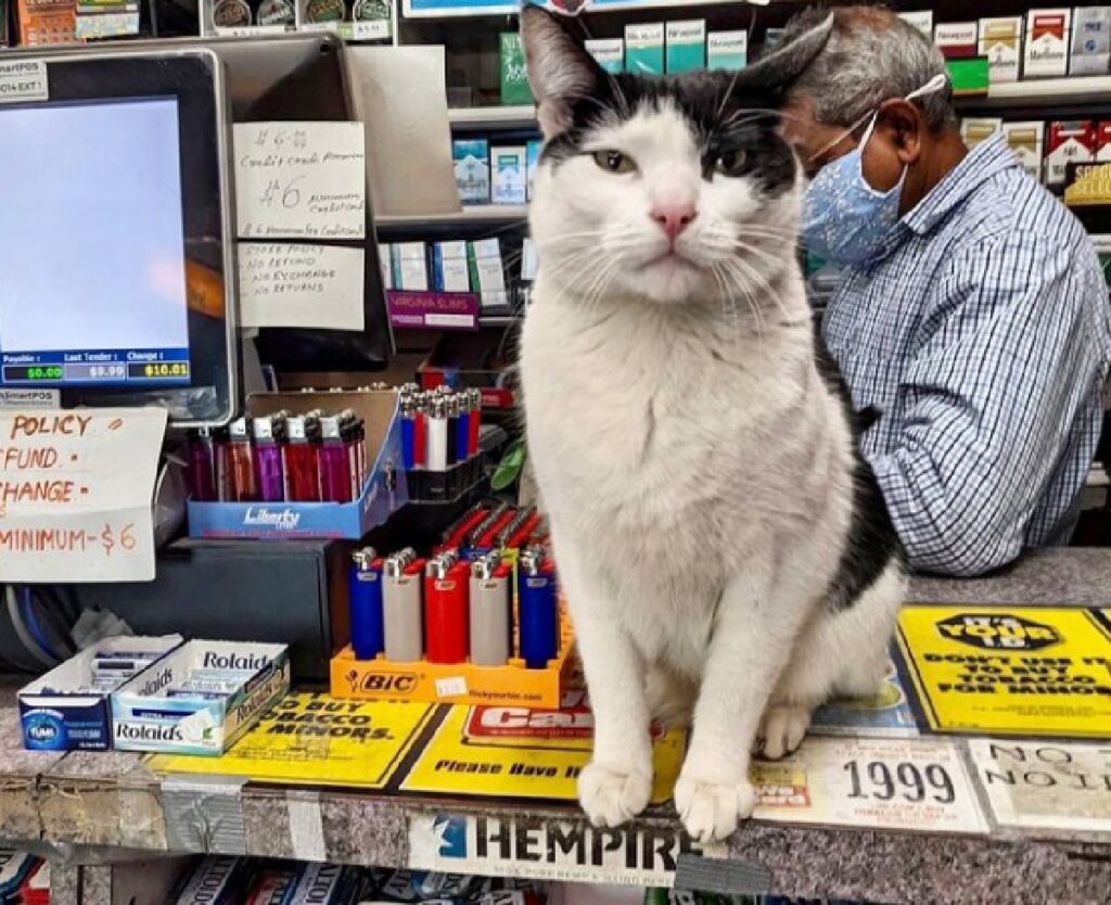 gatto bianco nero su tavolo 