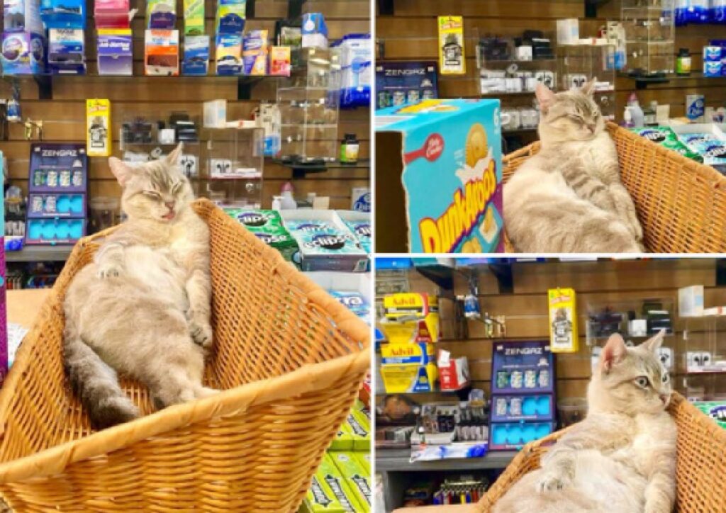 gatto sulla cesta negozio