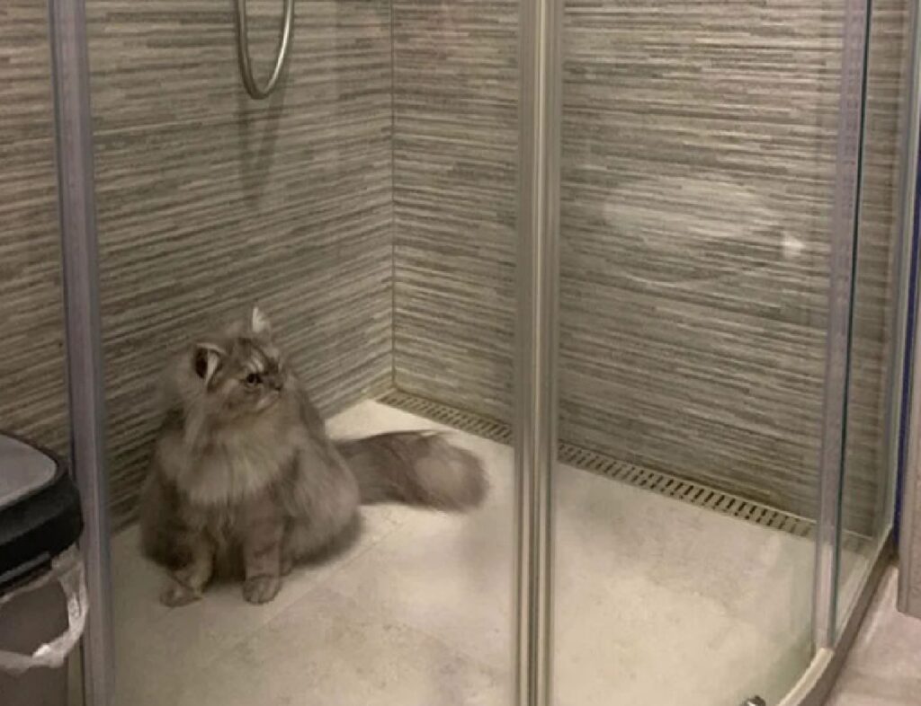 gatto mimetizza dentro doccia