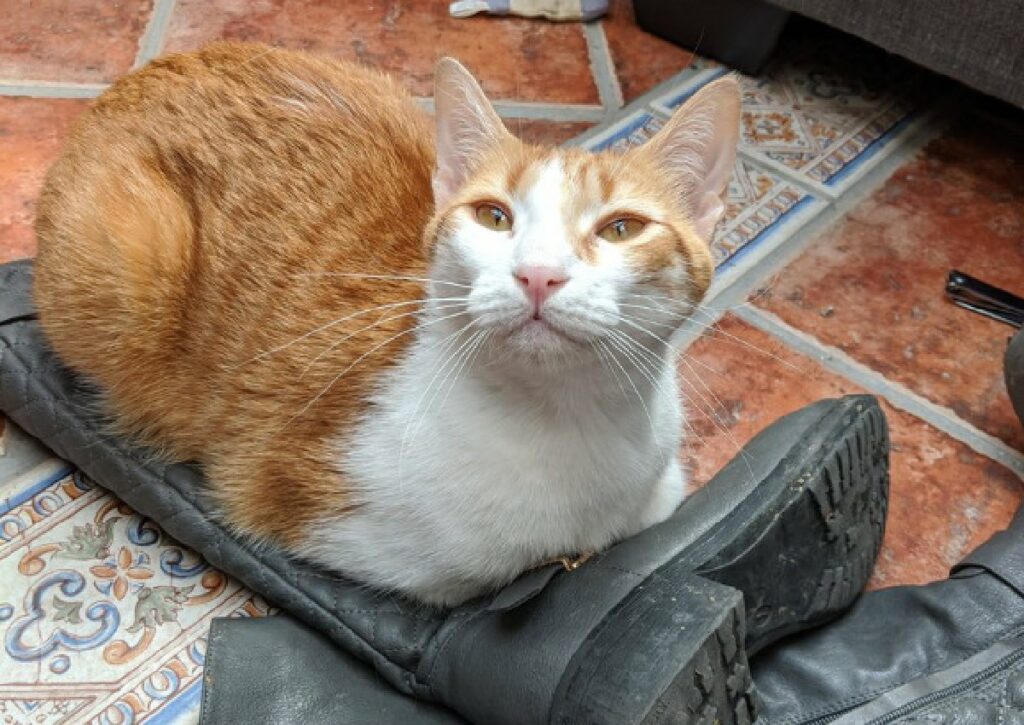 gatto rosso e bianco su stivale