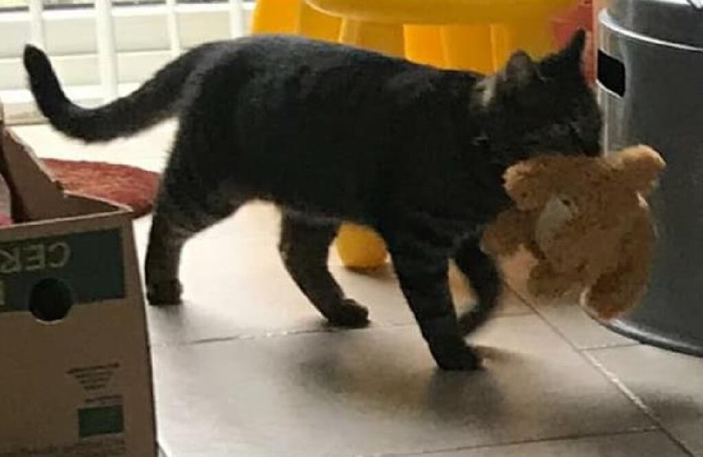 gatto ruba giochi cane