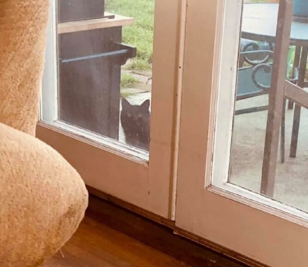 gatto si affaccia da porta 